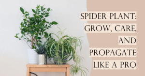 Spider Plant Grow, Care, and Propagate Like a Pro