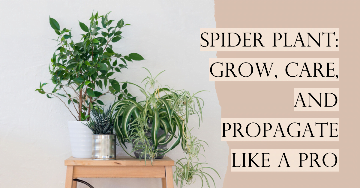 Spider Plant Grow, Care, and Propagate Like a Pro