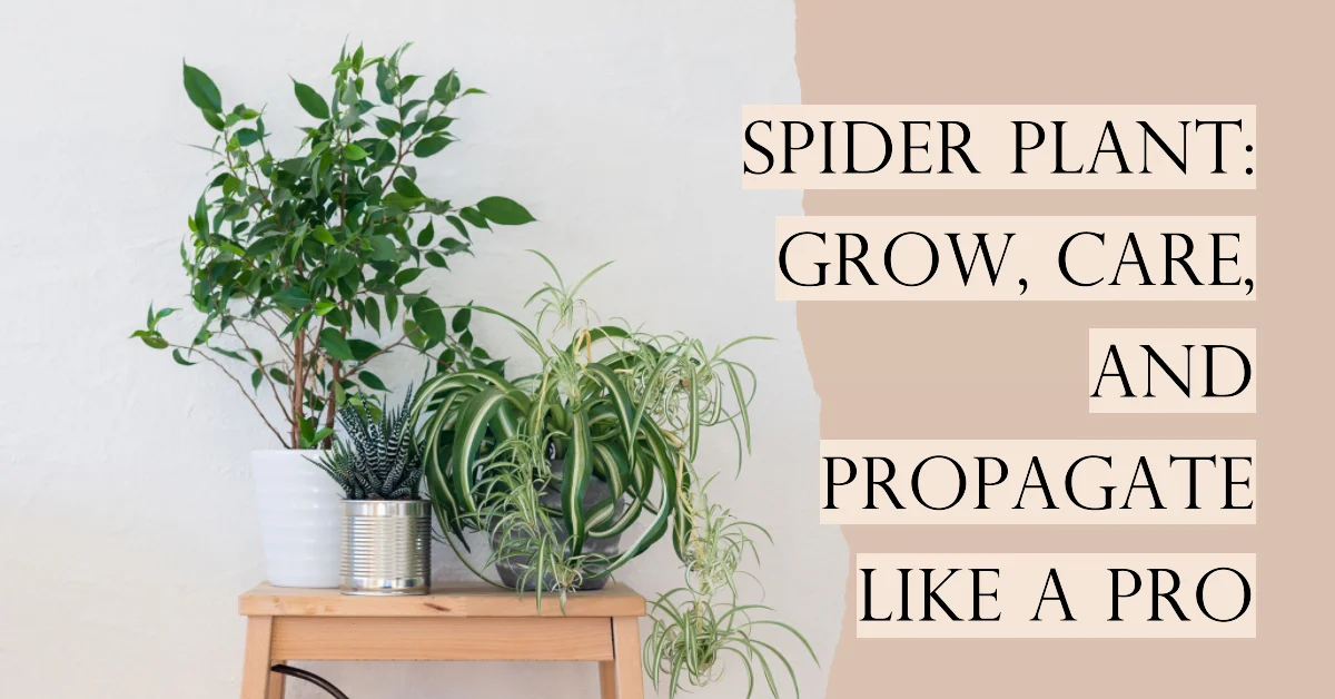 Spider Plant: Grow, Care, and Propagate Like a Pro 34 Spider Plant Grow, Care, and Propagate Like a Pro